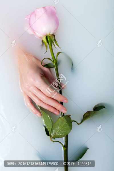 女人與玫瑰的手