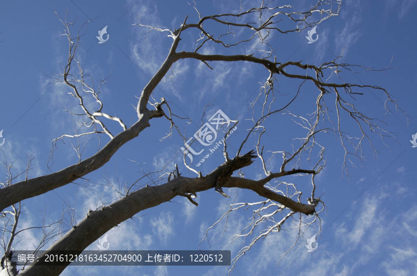 天空的樹枝