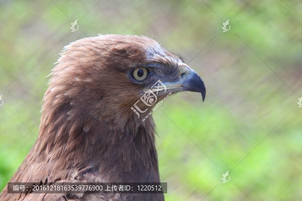 在動(dòng)物園猛禽鷹形；通過沖凈觀