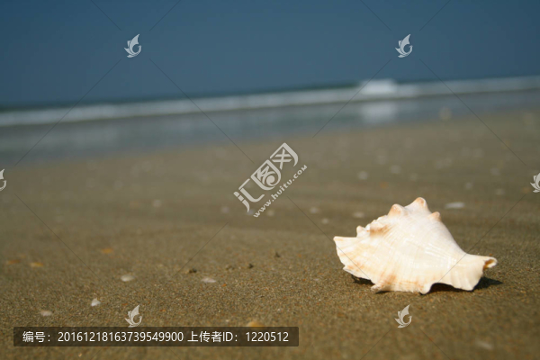 海灘上的貝殼