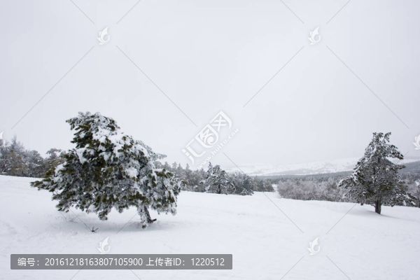 冬天的景色
