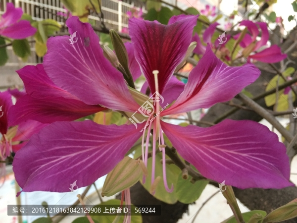 紫荊花