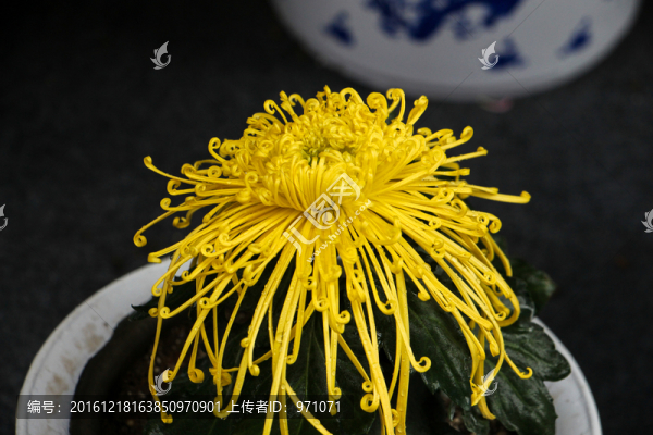 菊科