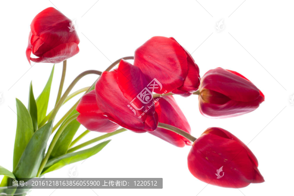 紅色郁金香隔離