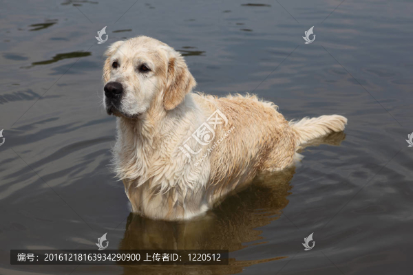 濕漉漉的大白狗站在水中看著遠(yuǎn)方