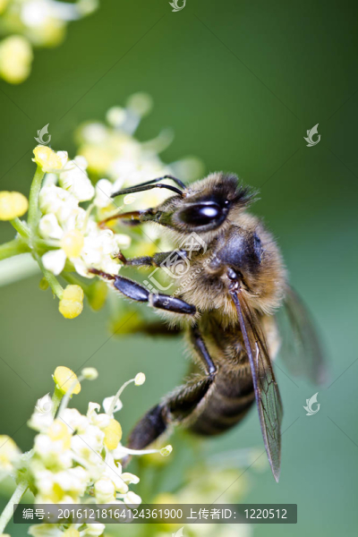 蜜蜂
