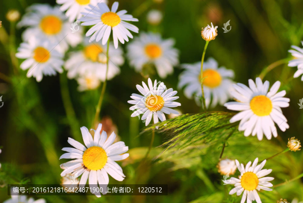 camomiles