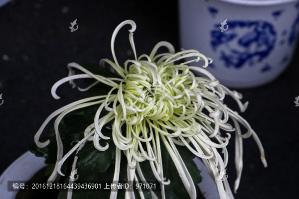 菊花