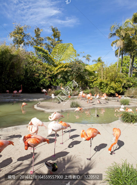 在圣地亞哥動物園的火烈鳥區(qū)。