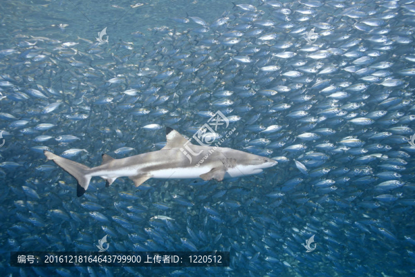 黑鰭礁鯊魚