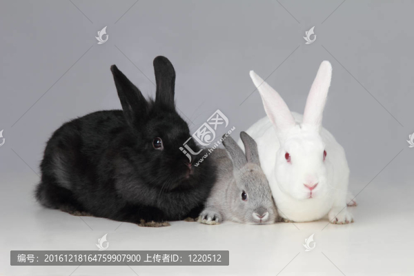 白色，黑色和灰色的兔子