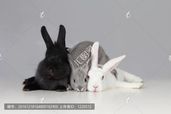 白色，黑色和灰色的兔子