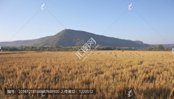 山地景觀；旅游背景；稻田