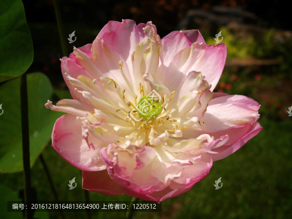 蓮花
