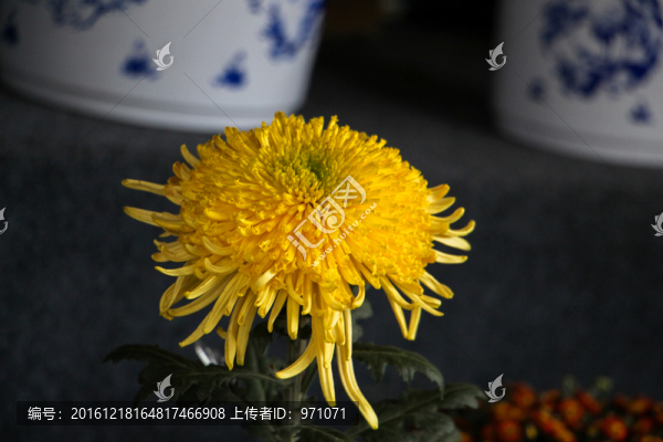 菊花