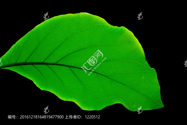 黑背景綠葉