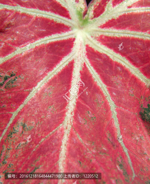花葉芋葉