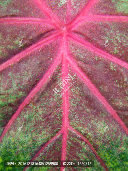 花葉芋葉