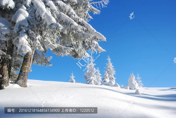 雪山森林
