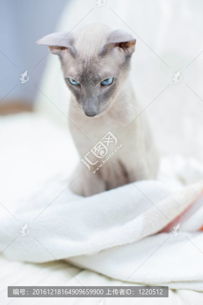 無毛貓