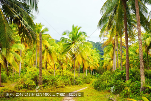 在Jungle的路上