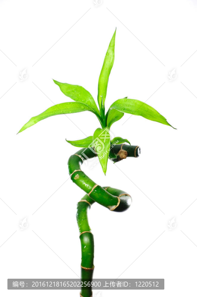 綠色的竹子