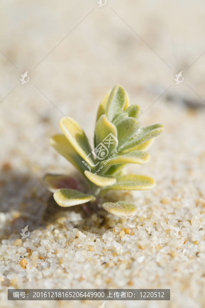 海灘沙丘植物