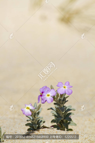 海灘沙丘植物