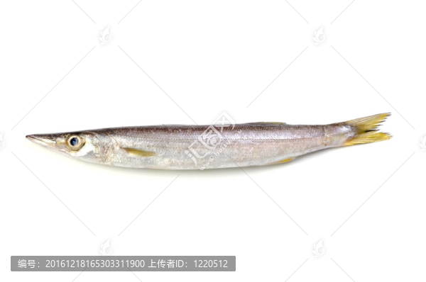 紅色的魚