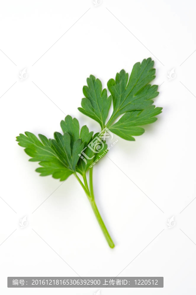意大利歐芹