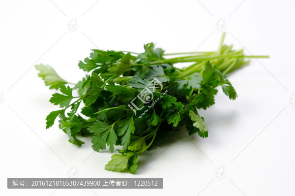 意大利歐芹
