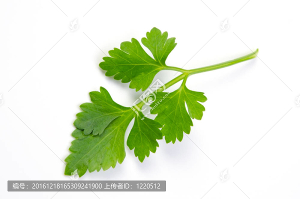 意大利歐芹