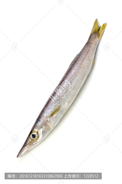 紅色的魚