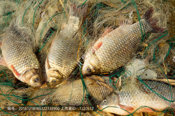 鮮魚鯉魚釣網(wǎng)