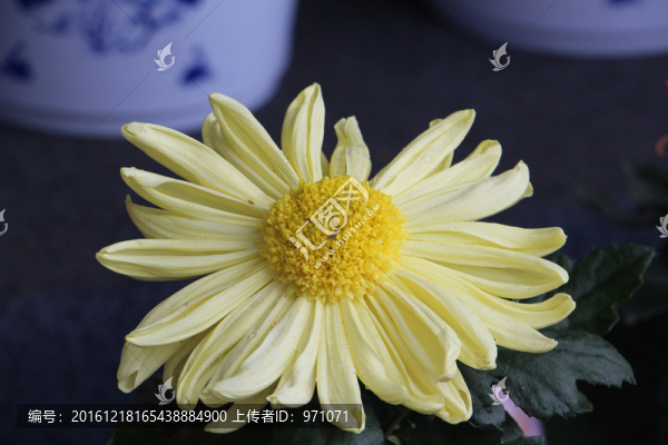 菊花