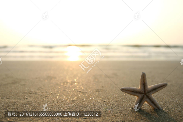 海星和海灘