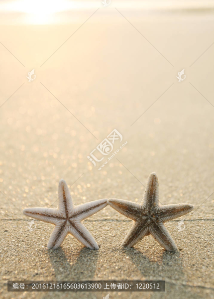海灘上的海星