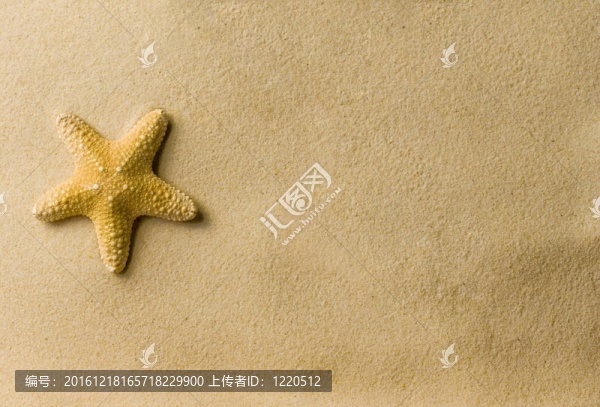 海灘上的海星