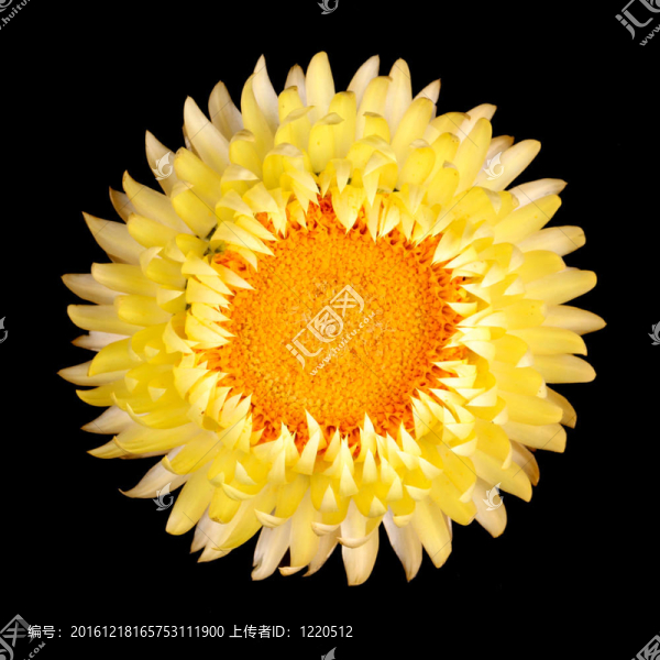 單黃蠟菊孤立對黑