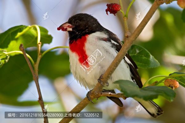 Rose,breasted,Grosbeak（Pheucticus,ludovicianus）