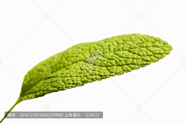 圣人