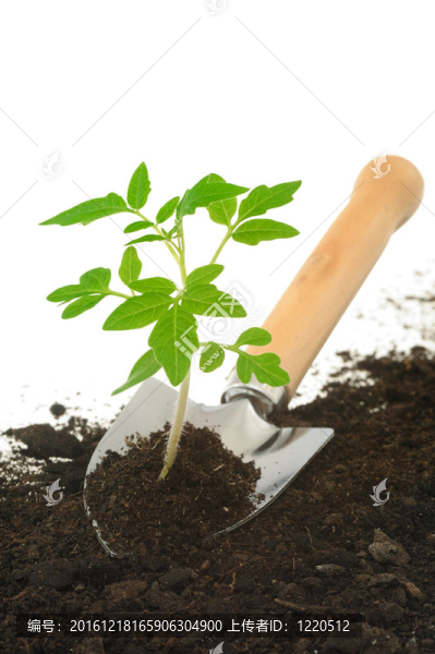 番茄花園抹子；白色隔離