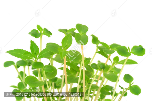小鳳仙花的花朵群；白色隔離