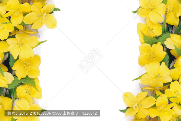 連翹花的邊界