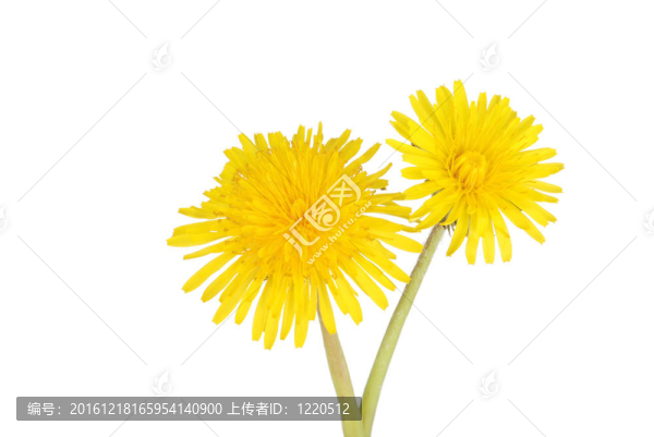 兩蒲公英