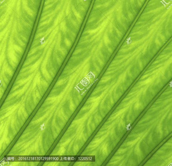 綠葉紋理為背景