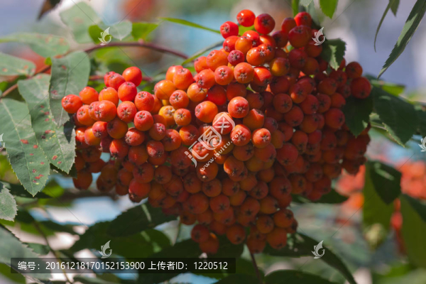 大叢漿果