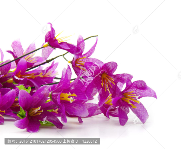 白色背景上的美麗花朵