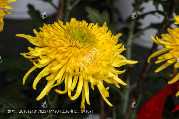 菊花
