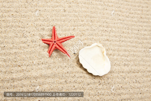 對(duì)貝殼珍珠